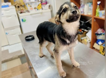 Venus - junge Mischlingshündin sucht liebevolles Zuhause