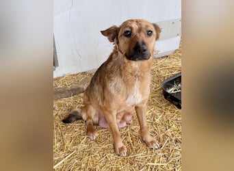 Suki (Cuki) - Freundliche Hündin mit großem Herz sucht ihre Familie