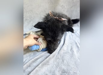 Birs - Fröhlicher Kuschelhund, der seine zweite Chance so sehr verdient hat!