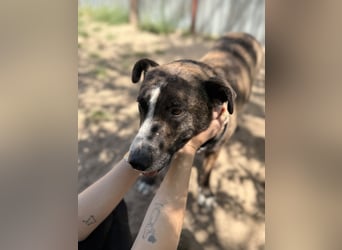 Hardin Fröhlicher, aktiver Traumhund sucht seine Menschen