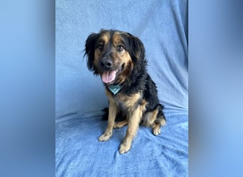 Zapote - Großer Schmusebär auf der Suche nach seinem Happy EndGroßer Schmusebär auf der Suche nach s