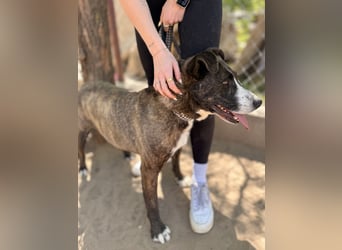 Hardin Fröhlicher, aktiver Traumhund sucht seine Menschen