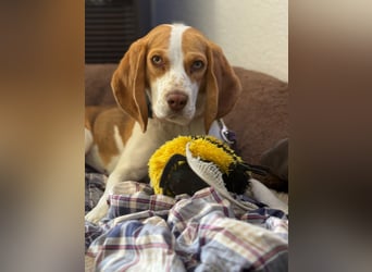 Pippa - Kleine Beagle-Mix Hündin sucht ein Zuhause