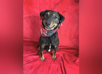 Kurby - Lebensfroher Rüde sucht aktive Menschen!