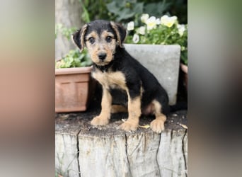 Irma - Bezauberndes Hundemädchen sucht ihr Zuhause!