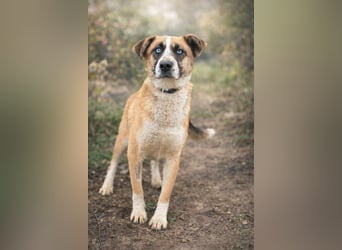 Shirley -Liebes Wesen möchte endlich ankommen!