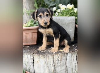 Irma - Bezauberndes Hundemädchen sucht ihr Zuhause!