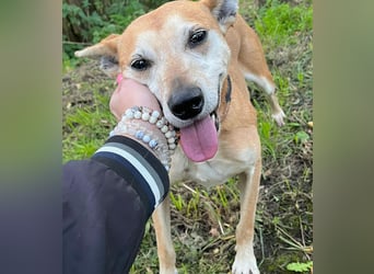 Szotti -Sanfter Rüde auf der Suche nach seinen Menschen