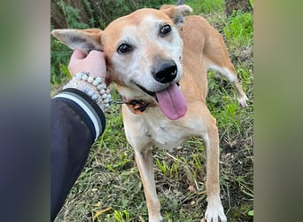 Szotti -Sanfter Rüde auf der Suche nach seinen Menschen