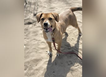 Gemma - Sensible, aktive Hündin sucht liebe Menschen
