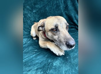 Mats (Matroz) - Sanfter Herzenshund sucht sein Für-immer-Zuhause