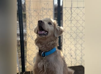 Alfi - Goldiger Rüde sucht sein Für-immer-Zuhause