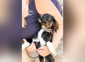 Hazel - Sanftes Welpenmädchen sucht ihr Für-immer-Zuhause