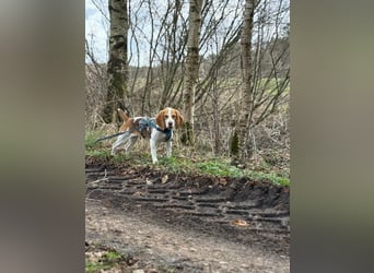 Pippa - Kleine Beagle-Mix Hündin sucht ein Zuhause