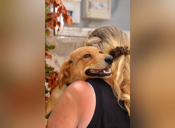 Ayla - Lebesnfrohes Hundemädchen sucht ihr Für-immer-Körbchen