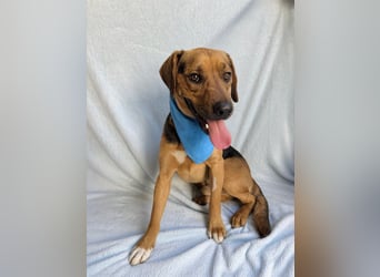 Ash - Sensibler Hundejunge sucht verständnisvolles Zuhause!