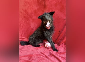 Birs - Fröhlicher Kuschelhund, der seine zweite Chance so sehr verdient hat!