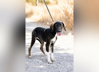 Hazel - Sanftes Welpenmädchen sucht ihr Für-immer-Zuhause