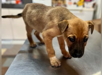 Arnie - Süsser Welpenjunge sucht seine Familie!