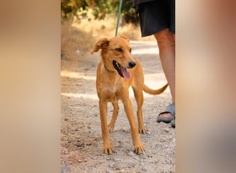 Ayla - Lebesnfrohes Hundemädchen sucht ihr Für-immer-Körbchen