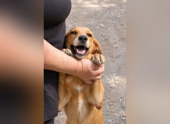 Ayla - Lebesnfrohes Hundemädchen sucht ihr Für-immer-Körbchen