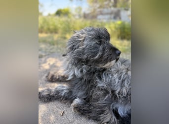 Ella - Sensible Hündin sucht einfühlsames Zuhause