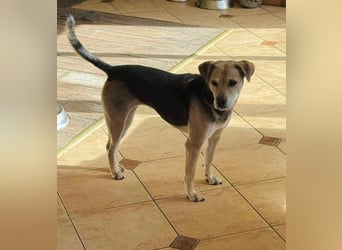 Linda- Sanfte Seele auf vier Pfoten