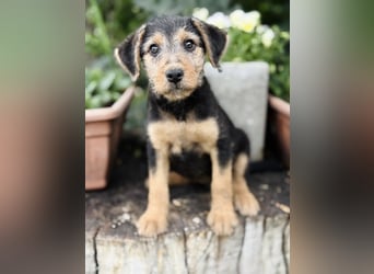 Irma - Bezauberndes Hundemädchen sucht ihr Zuhause!