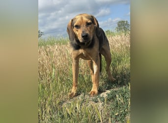 Rowan - Hübscher Hundebub sucht seine Familie!