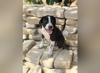 Onyx Fröhlicher kleiner Welpe sucht sein Für-Immer-Zuhause!