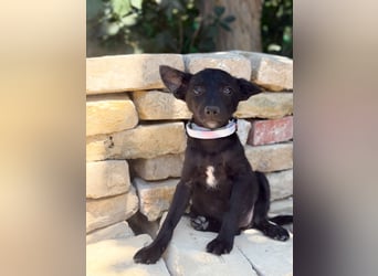 Lola (Larett) Liebe, junge Welpin sucht ihre Herzensmenschen!