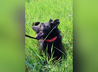 Stella - Liebevolle Hündin möchte endlich ankommen
