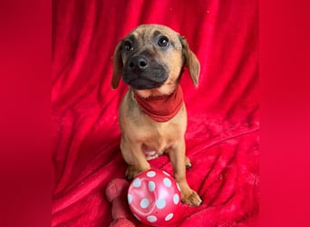 Clementine -Kleine aktive Entdeckerin sucht ihre Familie