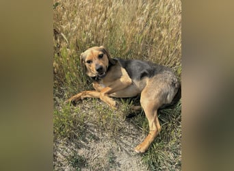 Rowan - Hübscher Hundebub sucht seine Familie!