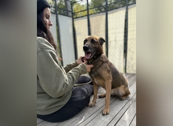 Marlon -Freundlicher, menschenbezogener & aktiver Rüde