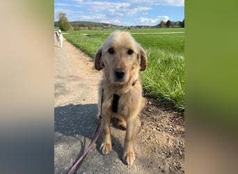 Chopper - selbstbewusster Goldie-Mix sucht seine Familie *in 86685 Huisheim*