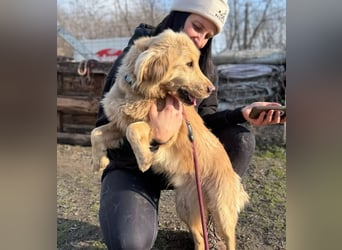 Alfi - Goldiger Rüde sucht sein Für-immer-Zuhause