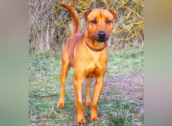 Zerind -Sensibler, freundlicher Rüde sucht seine Menschen!