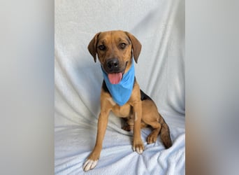 Ash - Sensibler Hundejunge sucht verständnisvolles Zuhause!