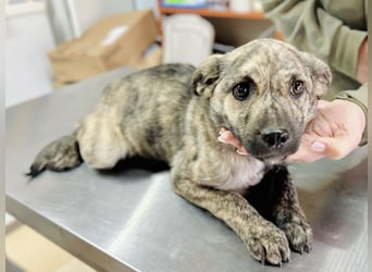 Villi - Junger Mischlingsrüde sucht seine Familie