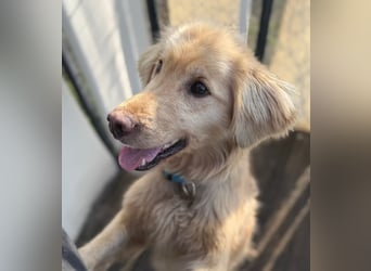 Alfi - Goldiger Rüde sucht sein Für-immer-Zuhause