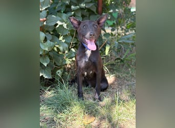 Laska Fröhlicher kleiner Entdecker sucht seine Familie!