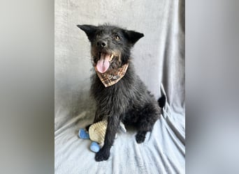 Birs - Fröhlicher Kuschelhund, der seine zweite Chance so sehr verdient hat!
