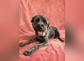 Cody - Sensibler Rüde sucht einfühlsames Zuhause