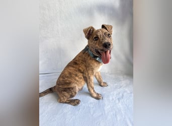 Alpi - Zuckersüßer Hundebub sucht aktive Menschen!