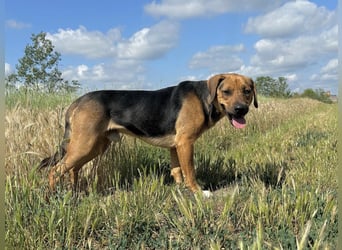 Ash - Sensibler Hundejunge sucht verständnisvolles Zuhause!