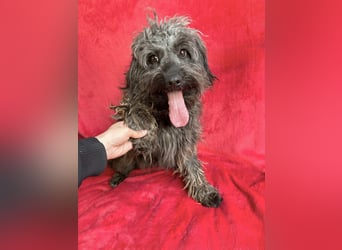 Ella - Sensible Hündin sucht einfühlsames Zuhause