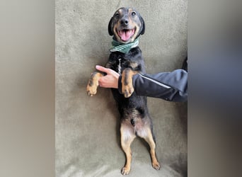 Kurby - Lebensfroher Rüde sucht aktive Menschen!