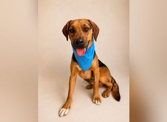 Ash - Sensibler Hundejunge sucht verständnisvolles Zuhause!