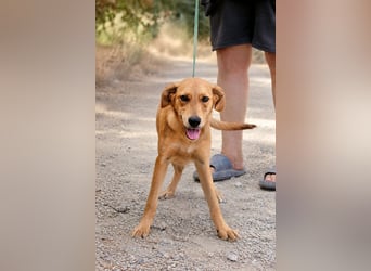 Ayla - Lebesnfrohes Hundemädchen sucht ihr Für-immer-Körbchen